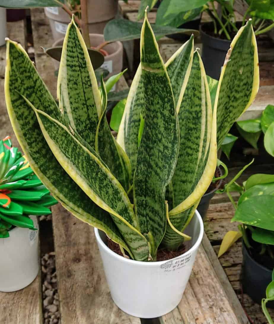 Snake Plants